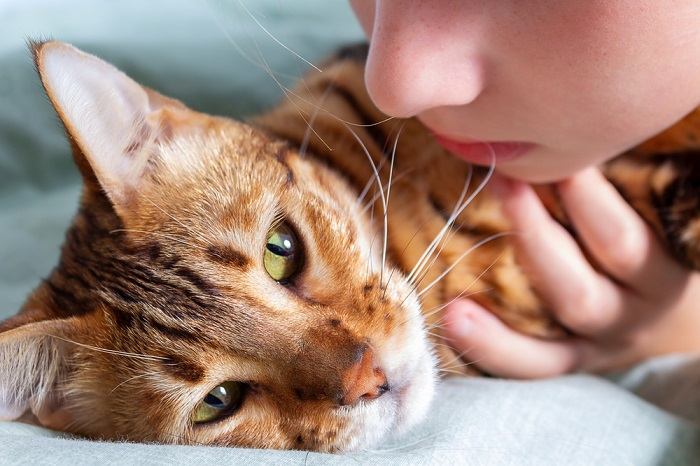 Kranke Katze zeigt Krankheitsanzeichen.