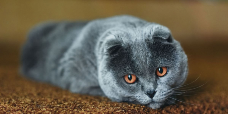 12 Anzeichen dafür, dass Ihre Katze Schmerzen hat - Cats.com