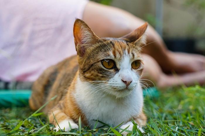 Das Bild zeigt eine Katze, die gelassen dasitzt und ihren Besitzer scheinbar ignoriert.