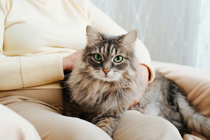 Zufriedene Katze, die bequem auf dem Schoß einer Frau sitzt und die besondere Verbindung zwischen Katze und Mensch hervorhebt.