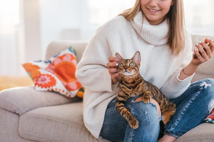 Eine gelassene Katze sitzt auf dem Schoß einer Person und genießt einen friedlichen und liebevollen Moment der Verbundenheit und Geborgenheit.