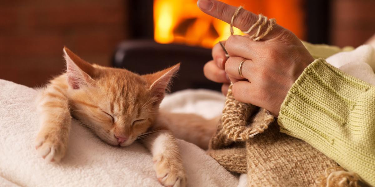 Eine zufriedene Katze, die bequem auf dem Schoß einer Person sitzt und einen Moment der Nähe und Kameradschaft genießt.