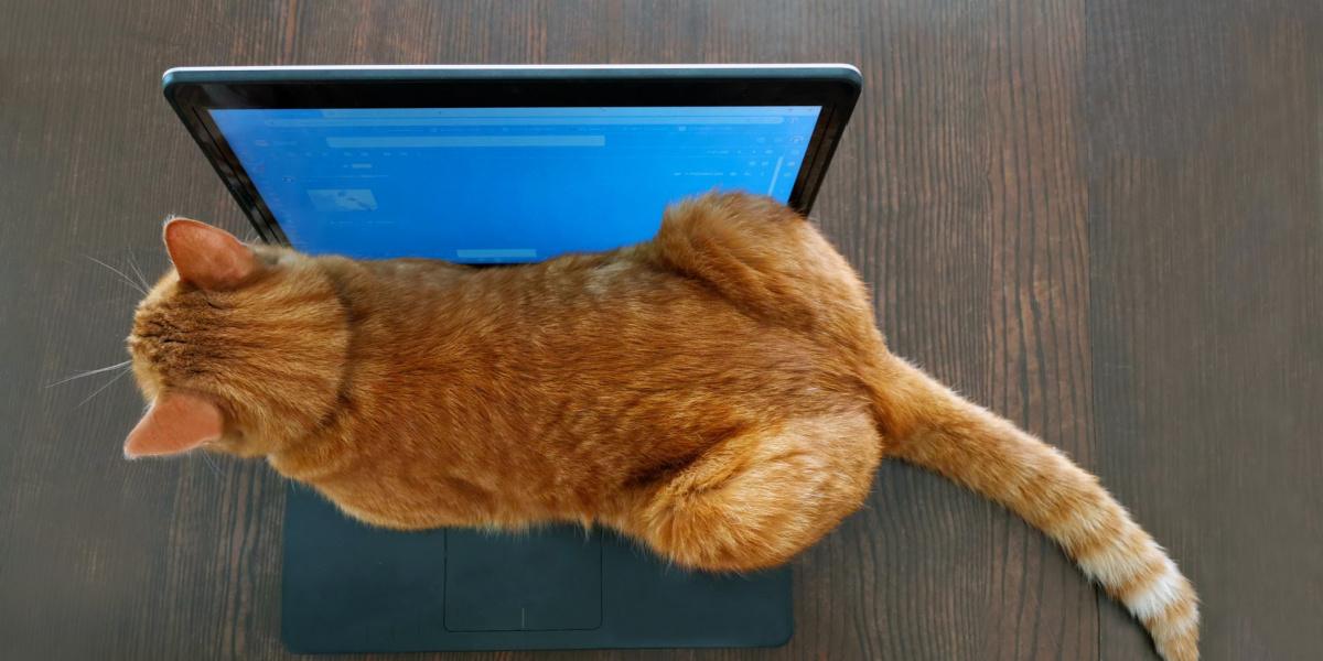 Das Bild zeigt eine Katze, die bequem auf der Tastatur eines Laptops sitzt und eine Mischung aus katzenartiger Neugier und einer Vorliebe für warme Plätze zeigt.