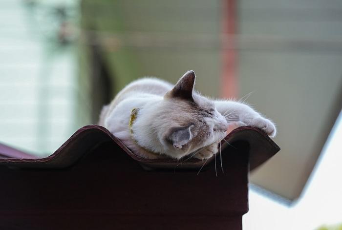 Eine ruhige Katze schläft friedlich auf einem Dach und genießt die Wärme und Ruhe ihres erhöhten Sitzplatzes.