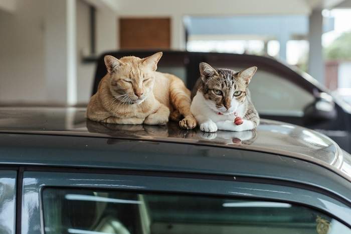 Bild einer Katze, die gemütlich auf dem Dach eines Autos schläft. Es zeigt die Neugier von Katzen und ihre Fähigkeit, gemütliche Plätzchen zum Entspannen zu finden.