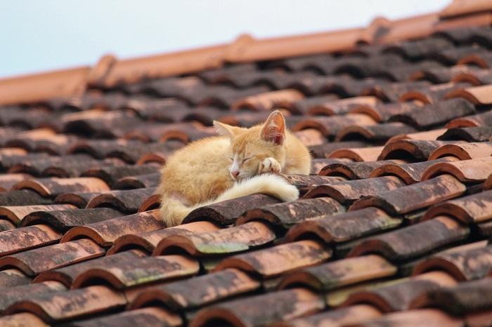 Zufriedene Katze ruht auf einem Dachziegel und genießt einen gemütlichen und erhöhten Platz für ein friedliches Nickerchen.