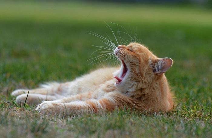 Ein entzückendes Bild, das eine schläfrige Katze beim Gähnen zeigt. Dabei sind ihre schläfrigen Augen, ihr offenes Maul und ihre leicht hängende Haltung zu sehen und es vermittelt ein Gefühl bezaubernder Schläfrigkeit und Entspannung.