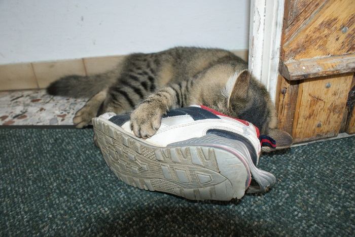 Ein Bild, das eine Katze dabei zeigt, wie sie an einem Paar Schuhe riecht.