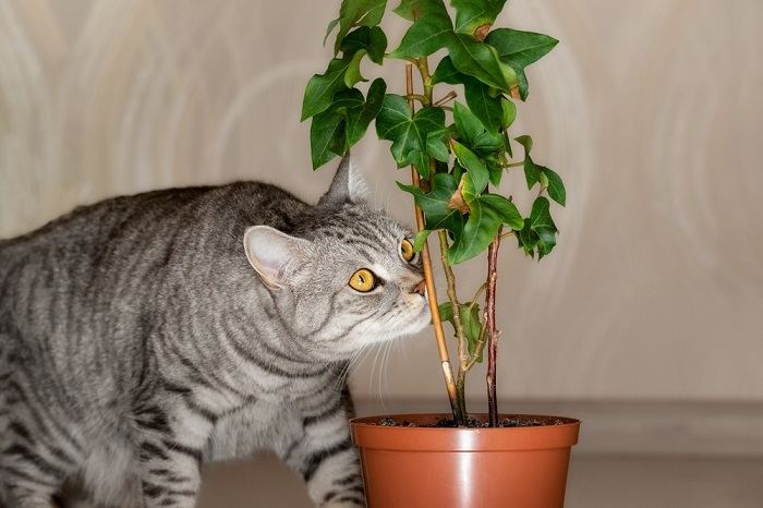 Ein Bild, das eine Katze zeigt, die aufmerksam an einer Pflanze schnüffelt und dabei ihre neugierige und forschende Natur zeigt, während sie Gerüche in ihrer Umgebung untersucht.