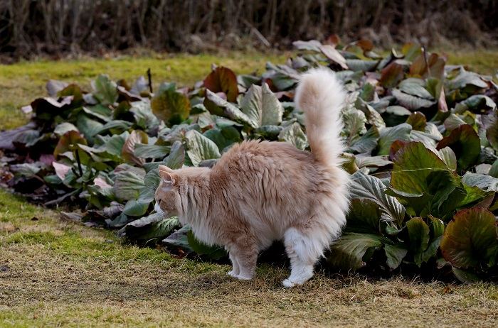 Eine Katze zeigt Urinspritzverhalten, ein bei Katzen übliches Reviermarkierungsverhalten