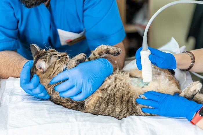 Katzen-Ultraschall beim Tierarzt.