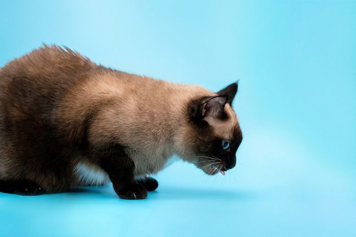 Katze sitzt mit heraushängender Zunge