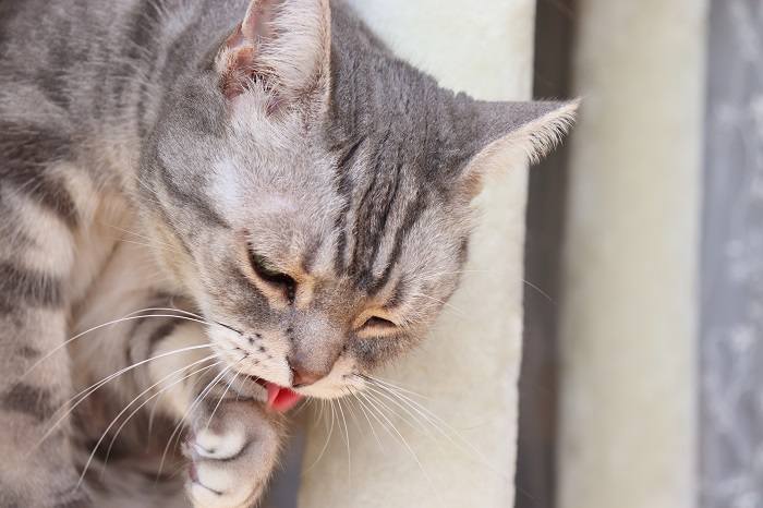 Bild, das eine Katze zeigt, die sich erbricht.