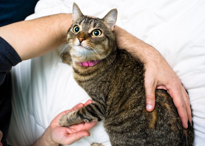 Ein erhebendes Bild, das einen Mann und eine Katze zeigt, die einen freudigen Moment miteinander verbringen.