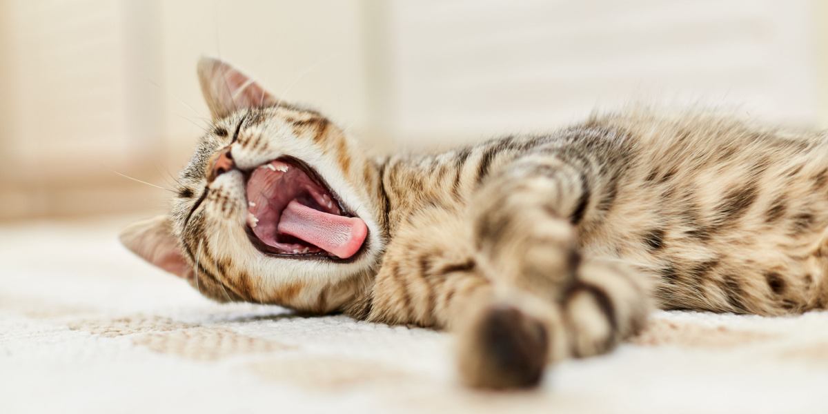 Ein bezauberndes Bild einer Katze beim Gähnen. Dabei sind ihr weit geöffnetes Maul, die herausgestreckte Zunge und der gestreckte Kiefer zu sehen und damit ein klassisches Katzenverhalten zu erkennen.