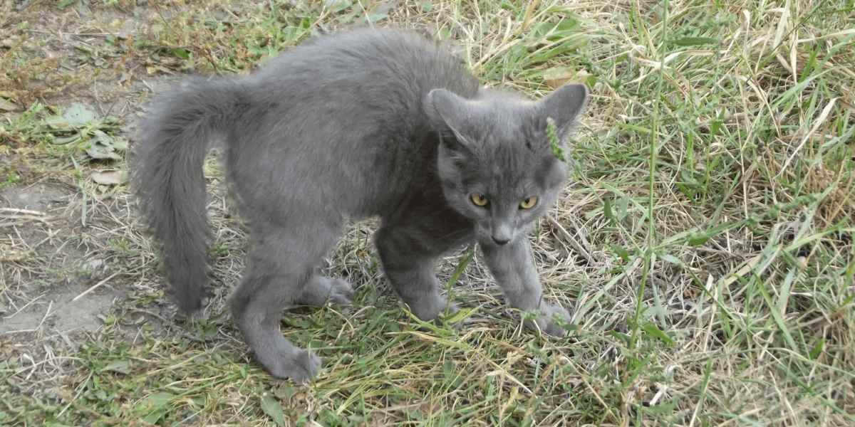 Katze in verspielter „Krabbenhaltung“.