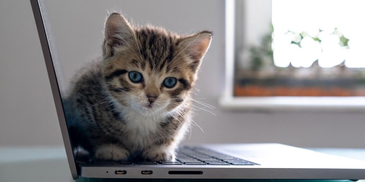 Niedliche Kätzchen sitzt auf einem Laptop