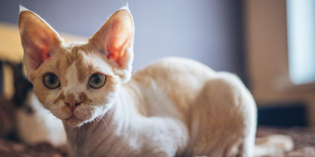 Devon Rex Katze auf der Suche