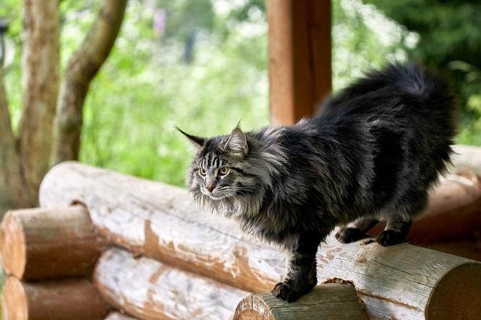 Das Bild zeigt eine flauschige Katze mitten im Schritt, die anmutig geht.