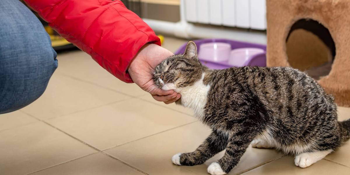 Das Bild zeigt eine herzerwärmende Szene einer Katze, die mit dem Kopf schlägt oder sich den Kopf reibt.