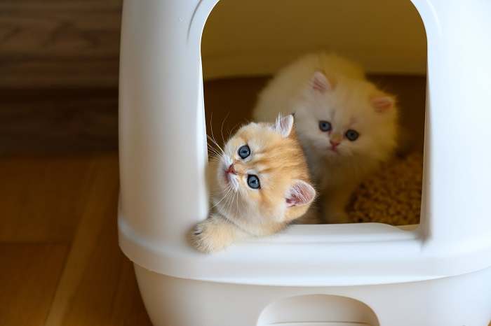 Katzen beibringen, in einer Katzentoilette stubenrein zu werden.