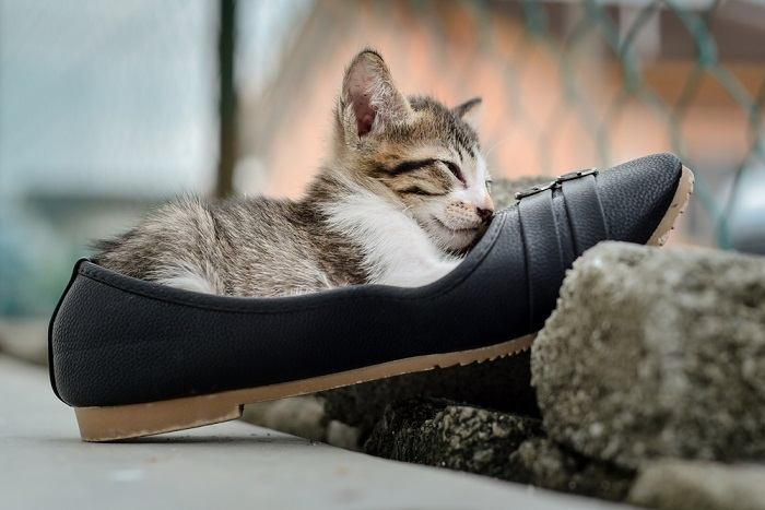 Ein entzückendes Bild, das ein Kätzchen zeigt, das es sich zwischen einer Sammlung von Schuhen gemütlich macht.