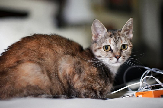 Ist Ihre Katze einsam? Diese 7 Anzeichen helfen Ihnen, es herauszufinden