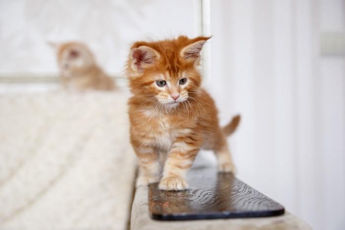 Maine Coon Kätzchen