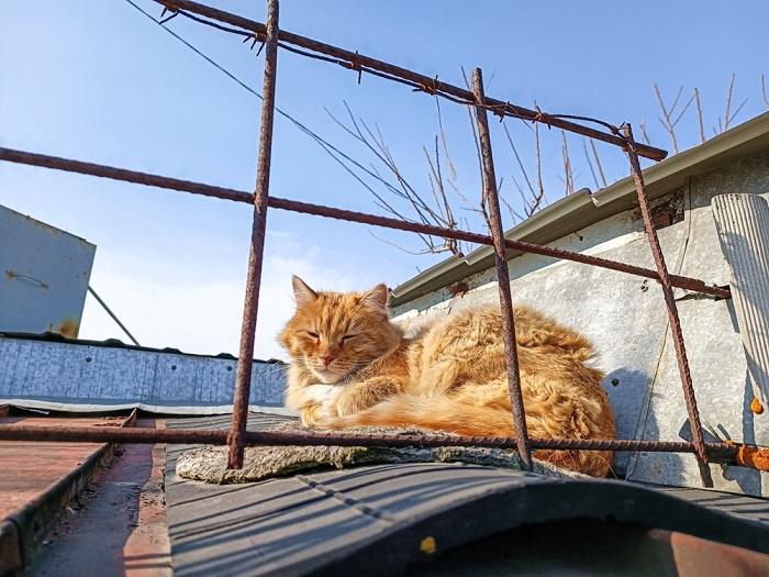 Bild einer orangefarbenen Katze, die gemütlich auf einem Dach schläft. Es zeigt die Anpassungsfähigkeit von Katzen und ihr Talent, einzigartige Ruheplätze zu finden.