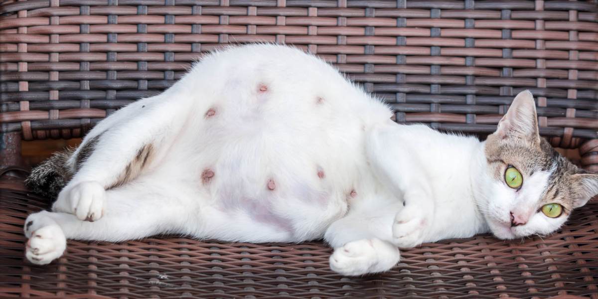 Ein Bild, das eine trächtige Katze in einer ruhigen und angenehmen Umgebung zeigt.