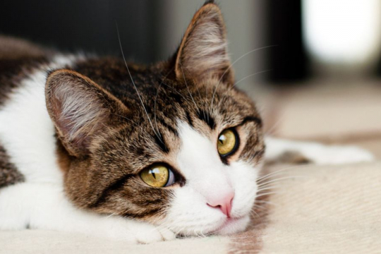 7 Wege, wie Sie die Gefühle Ihrer Katze verletzen könnten