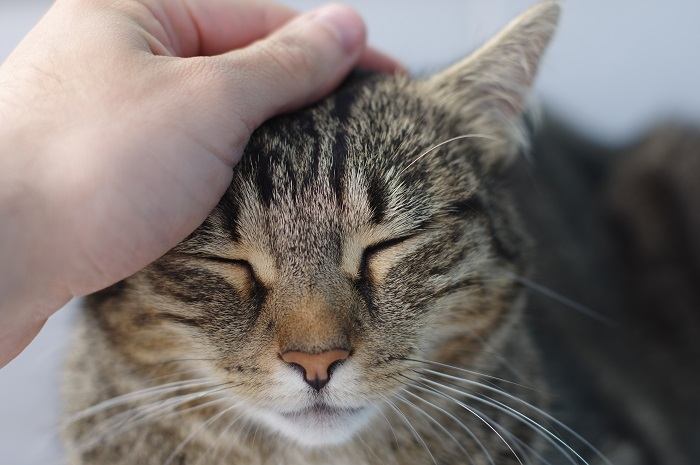 Person streichelt sanft eine zufriedene und entspannte Katze und baut durch Berührung und Zuneigung eine Bindung auf.