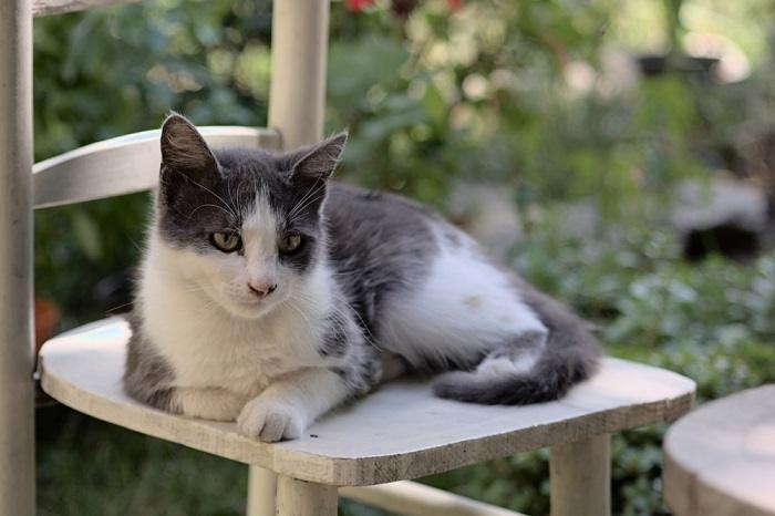 Ein majestätischer Kater sitzt stolz da und strahlt mit seiner markanten Erscheinung und seinem majestätischen Auftreten Selbstvertrauen aus.