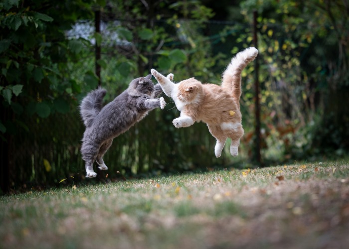 Bild von zwei Katzen, die in einen spielerischen oder gespielten Kampf verwickelt sind.