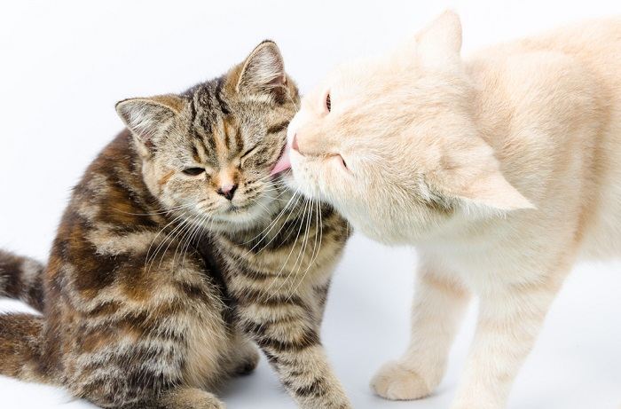 Foto von zwei Katzen bei der gegenseitigen Fellpflege, was eine harmonische und fürsorgliche Interaktion zwischen Katzenfreunden zeigt.