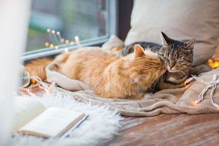 Zwei Katzen kuscheln gemütlich zusammen unter einer weihnachtlich gestalteten Decke