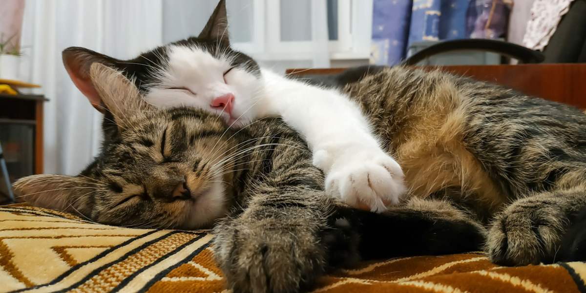 Zwei Katzen schlafen friedlich nebeneinander