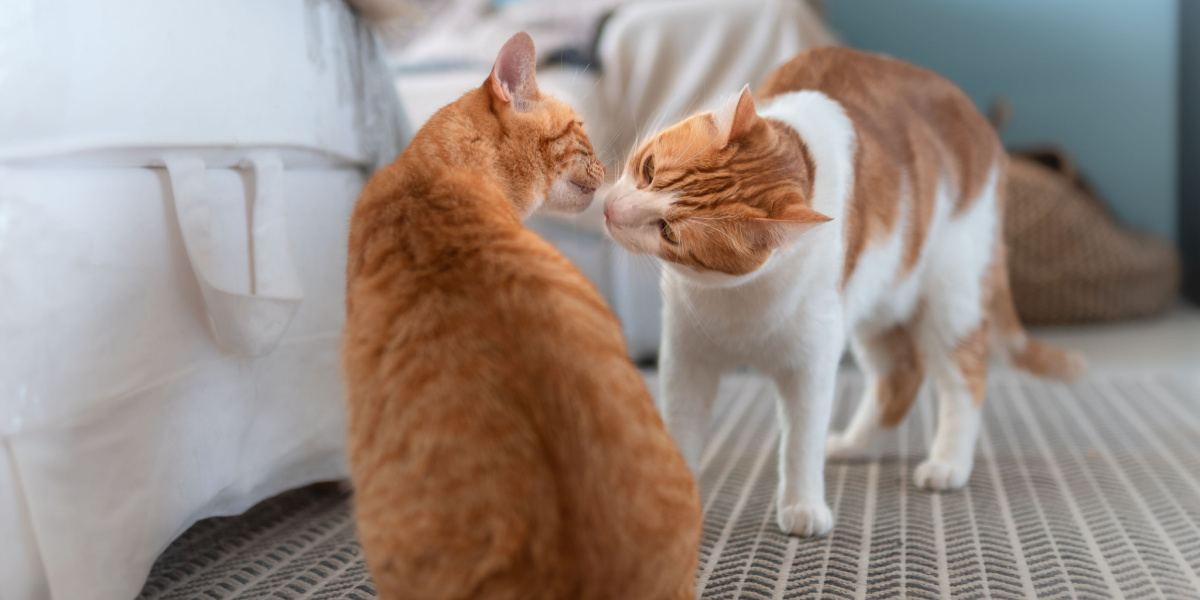 Ein Bild zeigt zwei Katzen beim Schnüffeln, einem unter Katzen üblichen Verhalten, mit dem sie Gerüche erkunden und durch olfaktorische Kommunikation soziale Bindungen aufbauen.