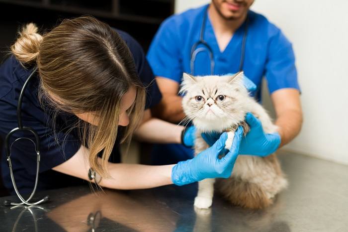 Stupsnase Katze wird beim Tierarzt untersucht