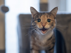 Nocturnal yowling cat in the dark.