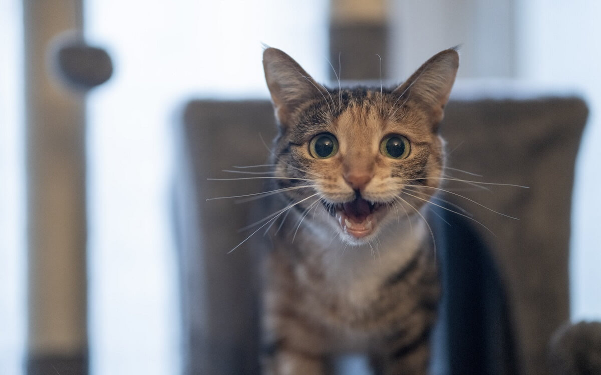 Nächtlich jaulende Katze im Dunkeln.