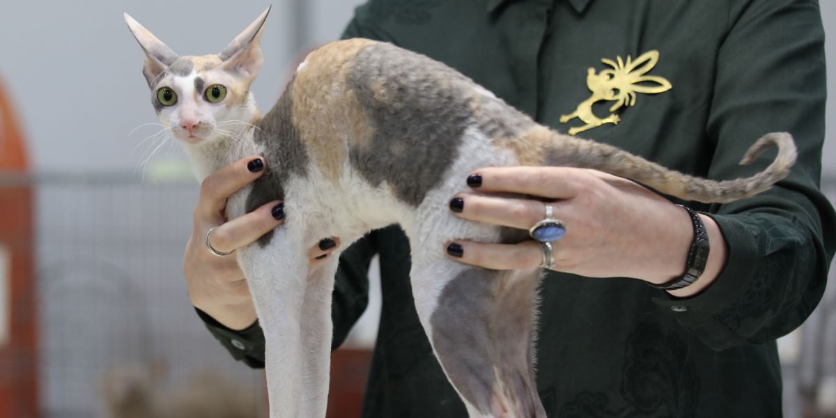 Ein elegantes Foto einer Cornish Rex-Katze, bekannt für ihr charakteristisches lockiges Fell, ihren schlanken Körper und ihre großen Ohren, das das einzigartige und bezaubernde Erscheinungsbild dieser besonderen Katzenrasse einfängt.