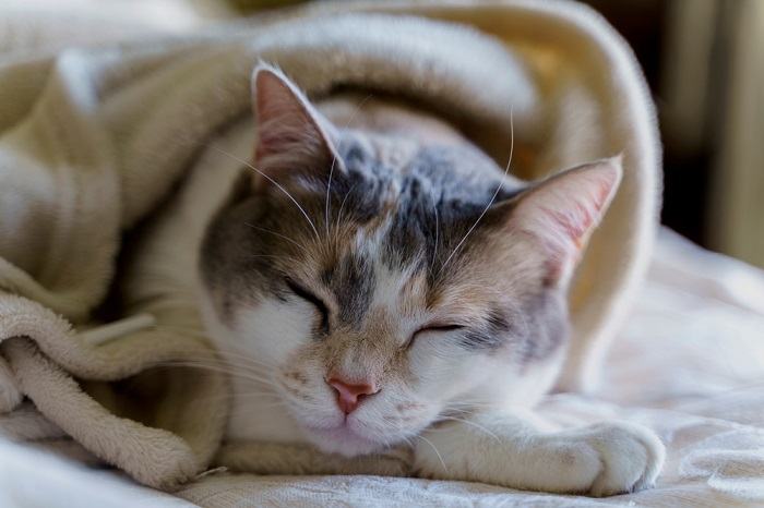 Kranke Katze verzieht sich die Decke