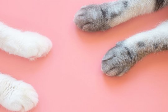10 faszinierende Fakten über die Pfoten Ihrer Katze