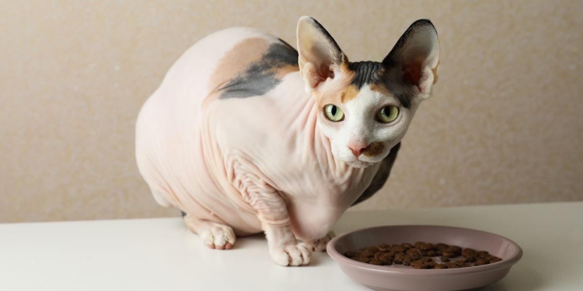 Sphynx-Katze