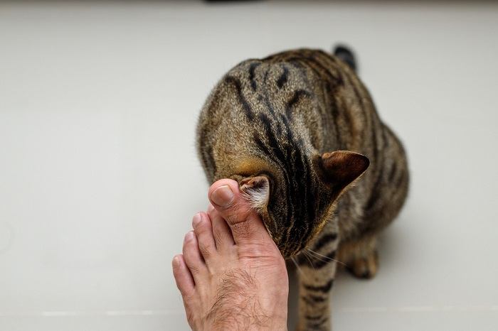 Eine gelangweilt wirkende Katze, die es sich gemütlich macht, mit einem Hauch von Desinteresse in ihrem Gesichtsausdruck, fängt die Essenz eines Moments katzenhafter Untätigkeit ein.