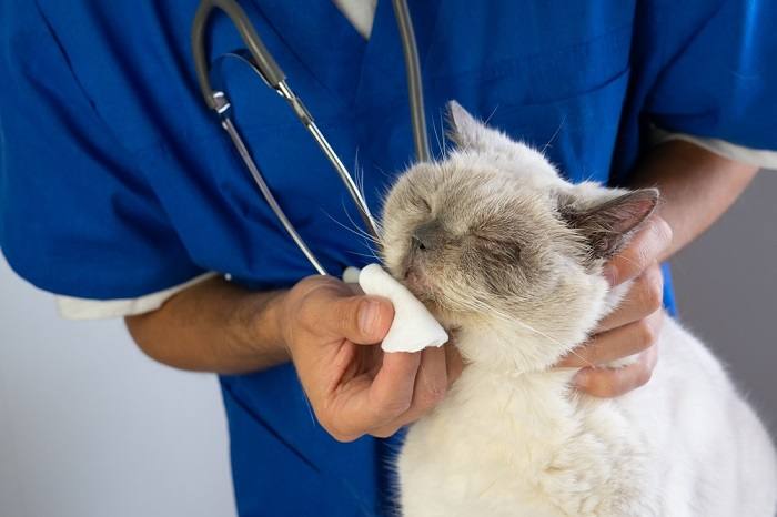 Eine Katze zeigt Anzeichen einer Nasennebenhöhlenentzündung, einer Erkrankung, die die Atemwege beeinträchtigen kann, was die Bedeutung einer sofortigen tierärztlichen Versorgung und Behandlung unterstreicht.