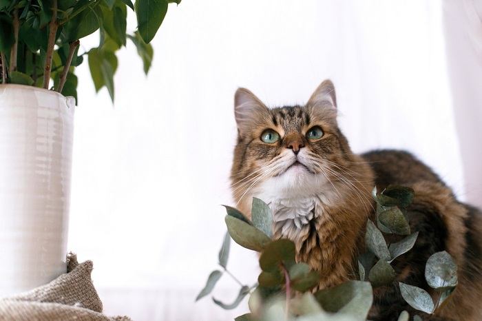 Gerüche, die Katzen hassen