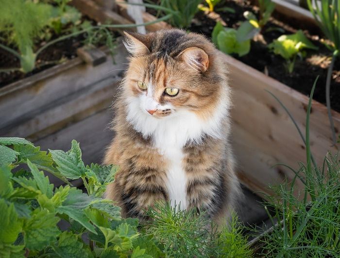 Gerüche, die Katzen hassen