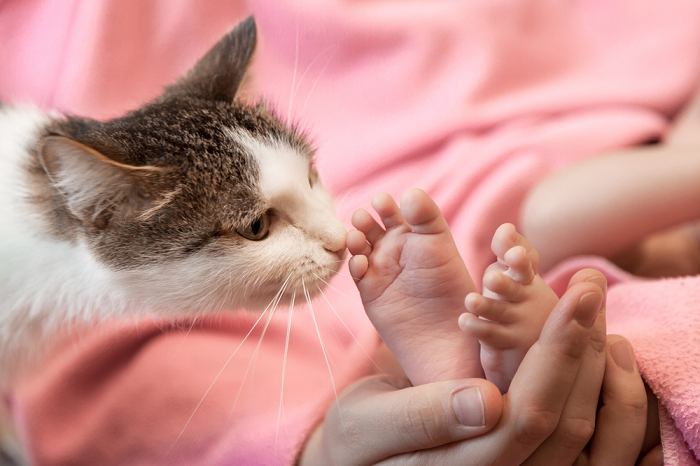 Eine herzerwärmende Szene, die die sanfte Interaktion zwischen einer neugierigen Katze und einem Paar winziger Babyfüße zeigt, während die Katze neugierig daran schnuppert und das Baby staunend zusieht.